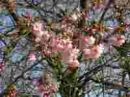 Prunus 'Accolade'